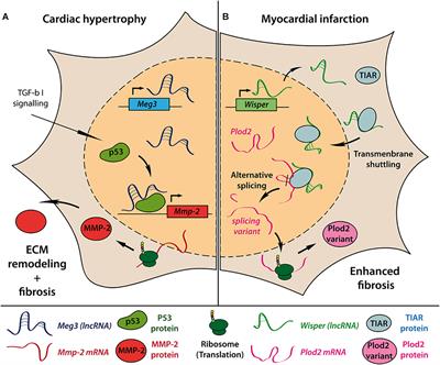 Long Non-coding RNAs: At the Heart of Cardiac Dysfunction?